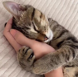Kitty Snuggles